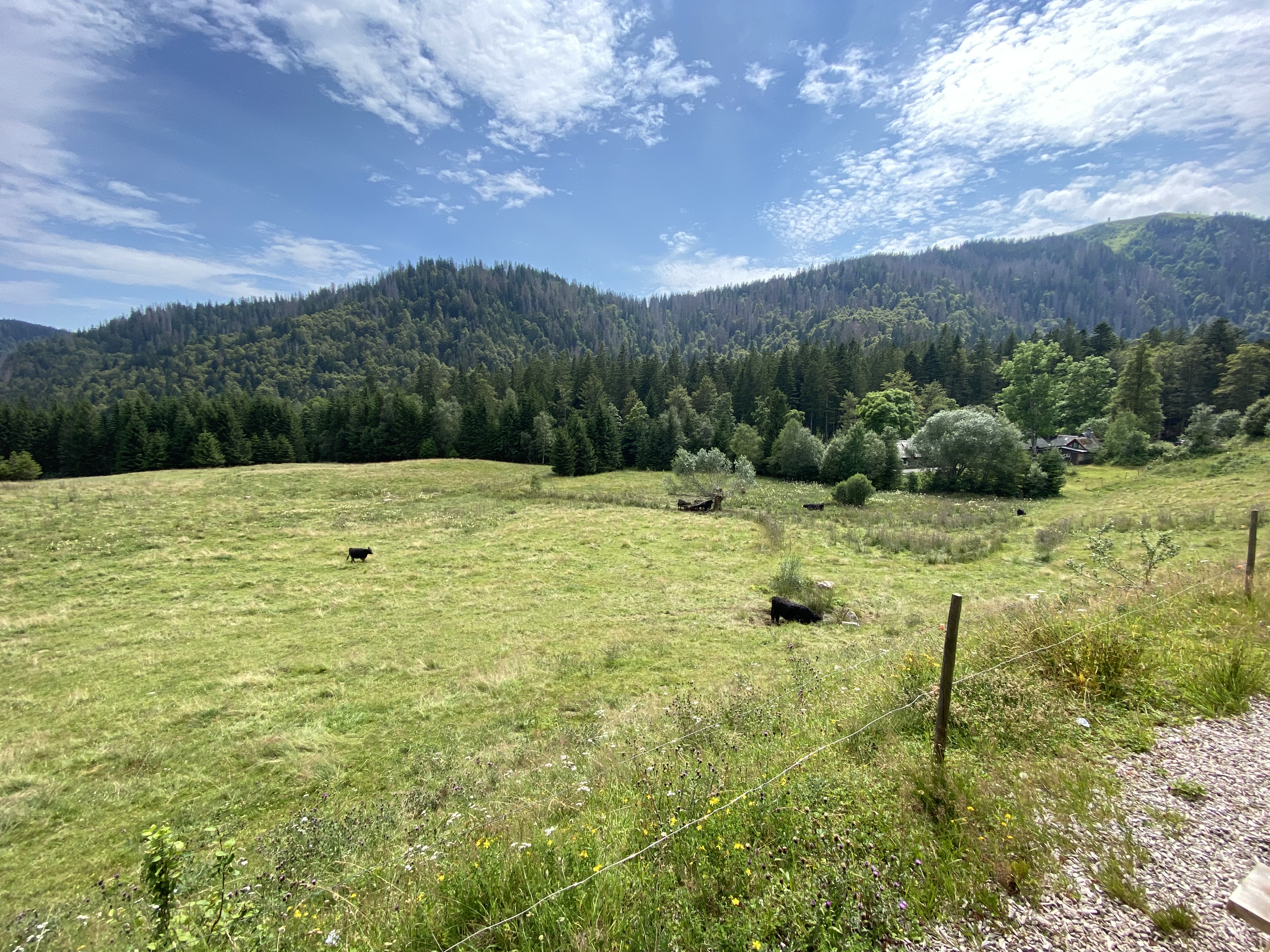 Landscape Black Forest